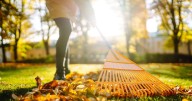 'False autumn' alert for gardeners with '3 things to do by September 22'