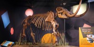 We The People: Fort Wayne businessman reflects on finding Mastodon fossil 27 years ago