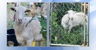 Do you know this sheep? Raleigh police asks for public help in finding owner :: WRAL.com