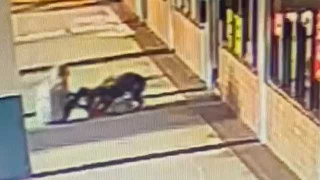 Orlando woman, 70, bites pit bull to save her dog during attack