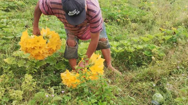 Productores de Jojutla sobreviven sin apoyos; invitan a consumir hortalizas locales