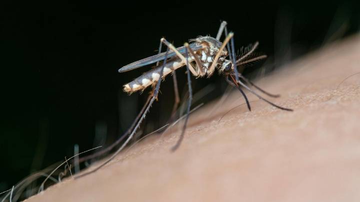 La fiebre del Nilo se cobra la primera víctima mortal en Extremadura