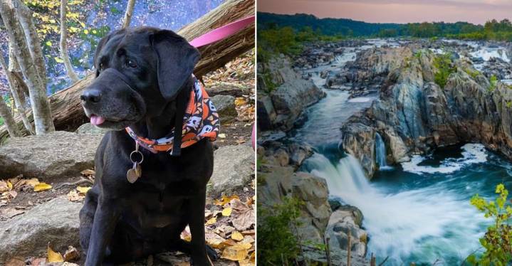 Virginia Hiking Trails That Are Stunning In Autumn With Dogs