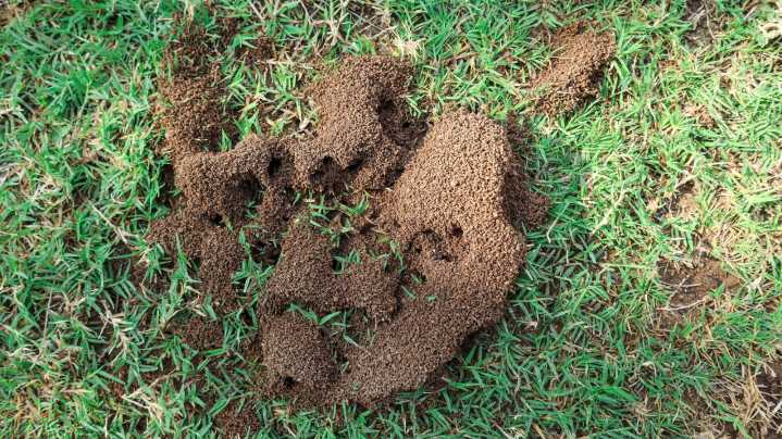 Your Fertilizer May Be Attracting Ants To Your Yard