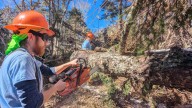 Opinion: WNC's forests can grow healthier, more diverse…
