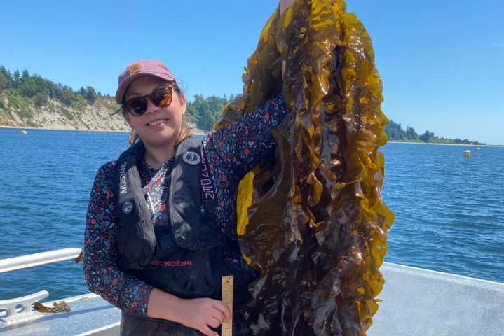 Seaweed aquaculture expands in B.C. as regulations play catch