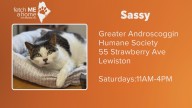 Fetch ME a Home | Meet Sassy, but only in name