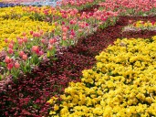 How do flowers know it’s spring? A botanist explains