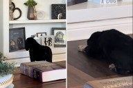 Cocker Spaniel Does Most 'Heartbreaking' Thing 3 Days After Sibling Dies