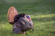 2025 Deer, Fall Turkey Archery Hunting Seasons Open September 27