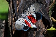Bloomington hopes to prevent spotted lanternflies by cutting down its favorite food