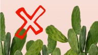 Ni cactus ni bambú: las 5 plantas que atraen energía positiva, según el Feng Shui