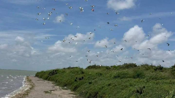 Gripe aviar en Tamaulipas: Playa Bagdad no cierra, pero exhortan a no asistir en siete días