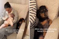 Hysterics Over Dog's Reaction to Baby She 'Didn't Sign Up For'