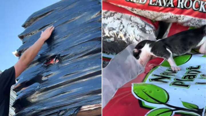 Michigan Man Tears Open Plastic Wrap In Store, And What Tumbles Out Leaves Everyone Speechless