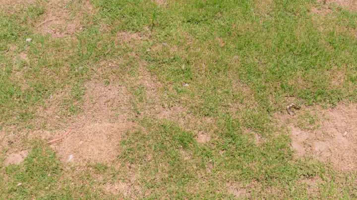 Telltale Signs It's Time To Reseed Your Lawn