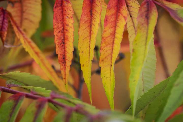Expect earlier, more vibrant fall colors this year, DNR says