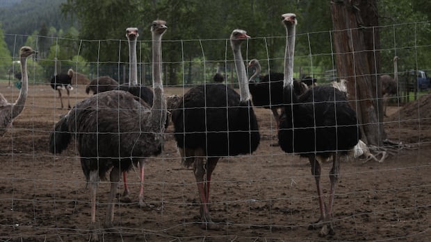 RCMP escort CFIA to execute search warrant on B.C. ostrich farm