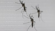 Florida boy, 10, survives dengue fever, has warning for others