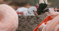 Week-old flamingo chick takes its first steps
