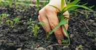 UK households could be handed £230,000 after weeding garden in September