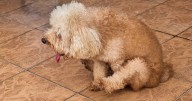 Expert reveals why your dog drags his bum along the carpet