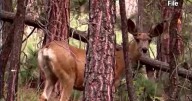 Eastern Washington deer facing outbreak of viral diseases