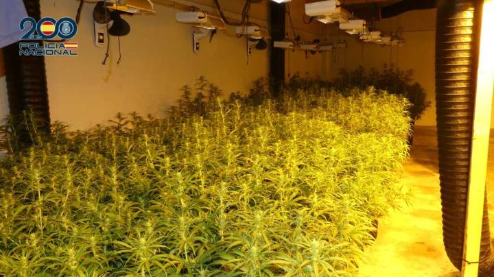 La Guardia Civil desmantela cinco laboratorios de marihuana y detiene a dos personas en la localidad de Onda