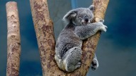Una vacuna intentará salvar los koalas de la epidemia que los está matando