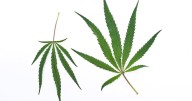 Stamper, Sherer: Justice, Moore need to fix medical cannabis (Opinion)