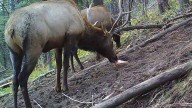 Baiting Elk With Salt Licks Was Once OK Wyoming, But Is Now Illegal