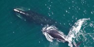 WTOC EXCLUSIVE: How AIS technology is protecting critically endangered North Atlantic Right Whales
