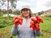 MIDAGRI: Perú logra trascendental acuerdo para la exportación de fresa a Brasil