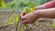 Are Tomato Spirals Worth Buying Versus Traditional Cages?