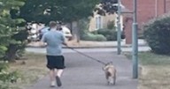 Woman bitten by bull terrier as police issue CCTV image