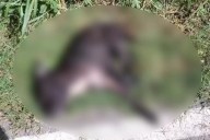 Hombre mata de 15 puñaladas a un perro en Conkal