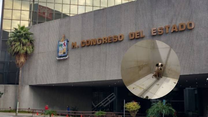 Demandan diputados locales penas más severas contra maltrato animal