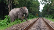 Odisha mulls wild habitat expansion and food security for elephants