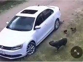 Graban a sujeto que abandona a una perrita junto a sus cachorros; los avienta desde el coche
