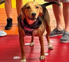 Lilburn Has a New Way For You to Remember Your Pets