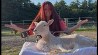 Dartmouth's Kiki the disabled sheep goes viral after Washington Post spot