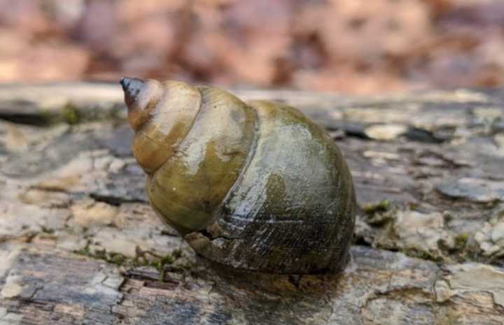 Local lake community fighting back against invasive species