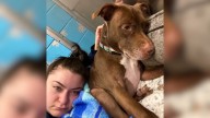 Georgia Dog Doesn’t Understand Why Her Family Surrendered Her After 7 Loyal Years