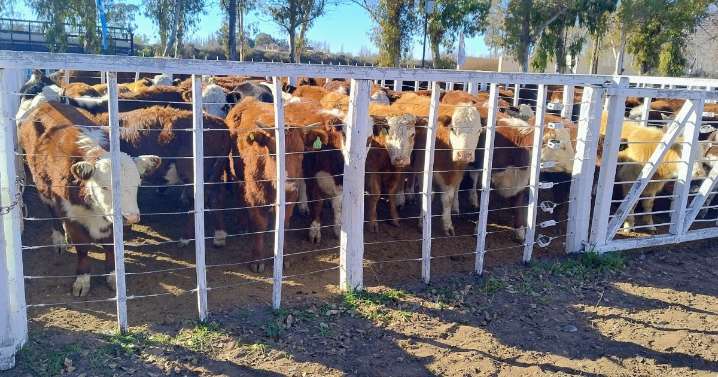 Acá están los precios del remate virtual de la Cooperativa de Patagones y Viedma realizado hoy 2 de septiembre