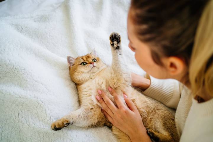 Científicos revelan una técnica simple para comunicarte con los gatos (incluso desconocidos)