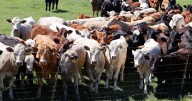 Excursionista muere pisoteado por una manada de vacas en los Alpes austríacos