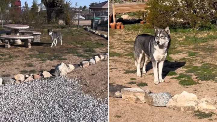 California Man Thought A Wolf Was Watching Him From The Yard Wall And The Truth Left Him Speechless