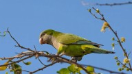 Perico monje argentino: de mascota exótica a especie invasora en el sur de Tamaulipas