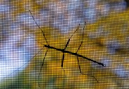 Northern walkingsticks observed mating as autumn begins