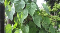 Repurpose An Over The Toilet Storage Shelf For Climbing Plants